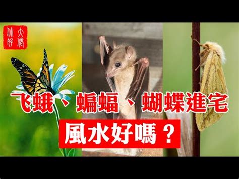 飛蛾 寓意|飛蛾代表幾號？解碼獲獎秘密